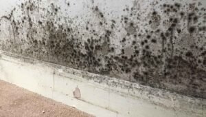 FreshDuct Mold remediation Services Melbourne