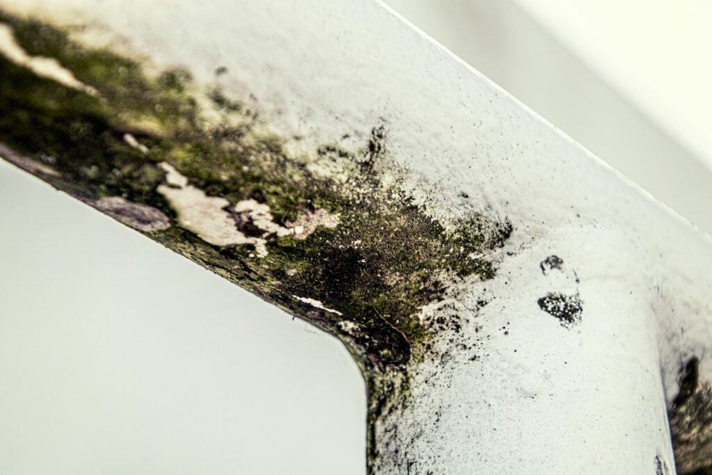 mold