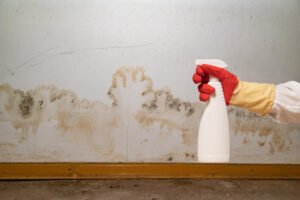 mold removal