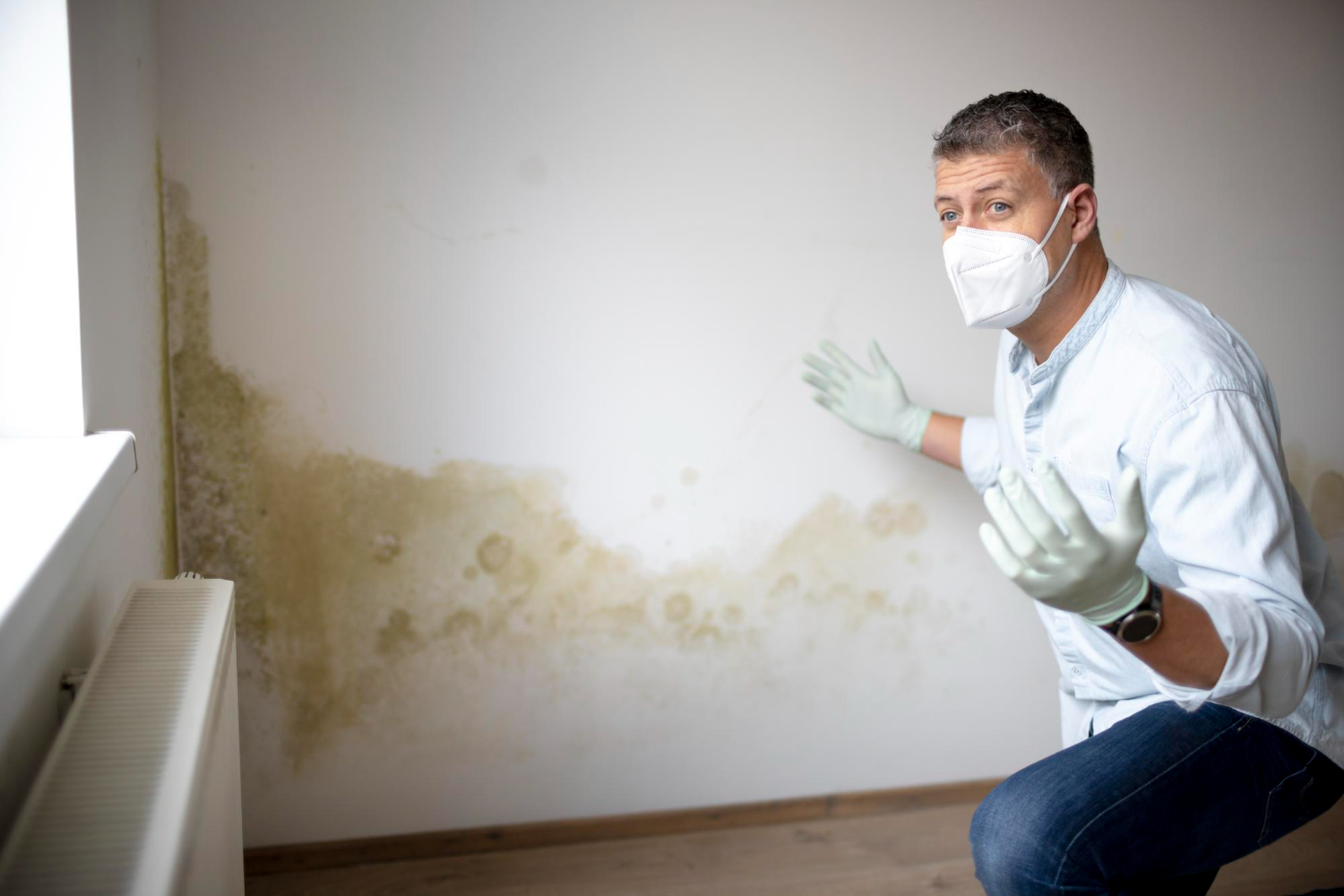 Mould remediation on an older, solid-brick interior where damp had settled in.